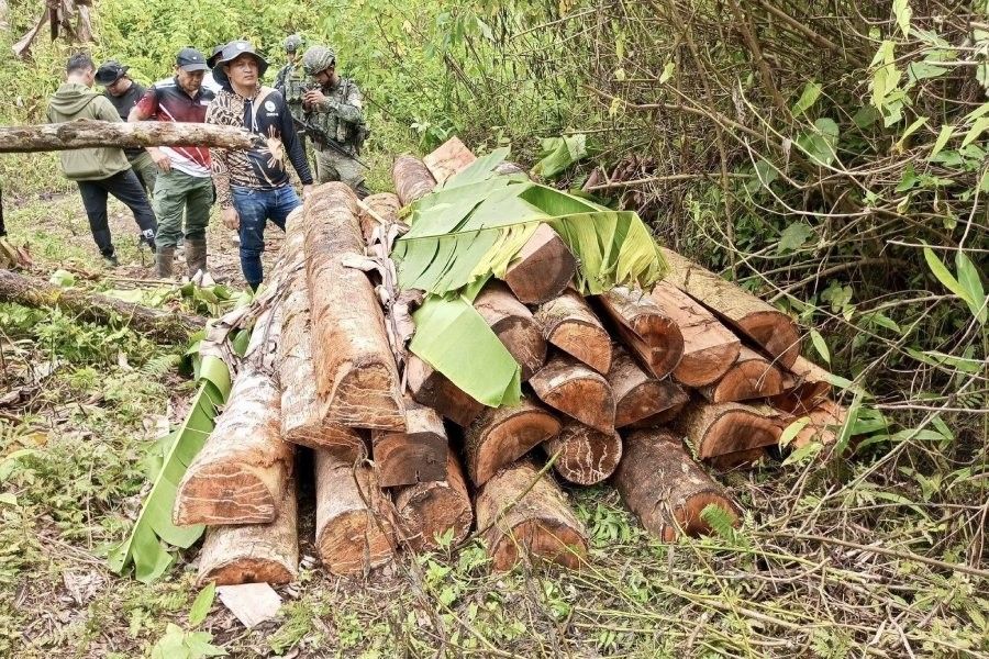 Timbers from Maguindanao del Norte forest seized
