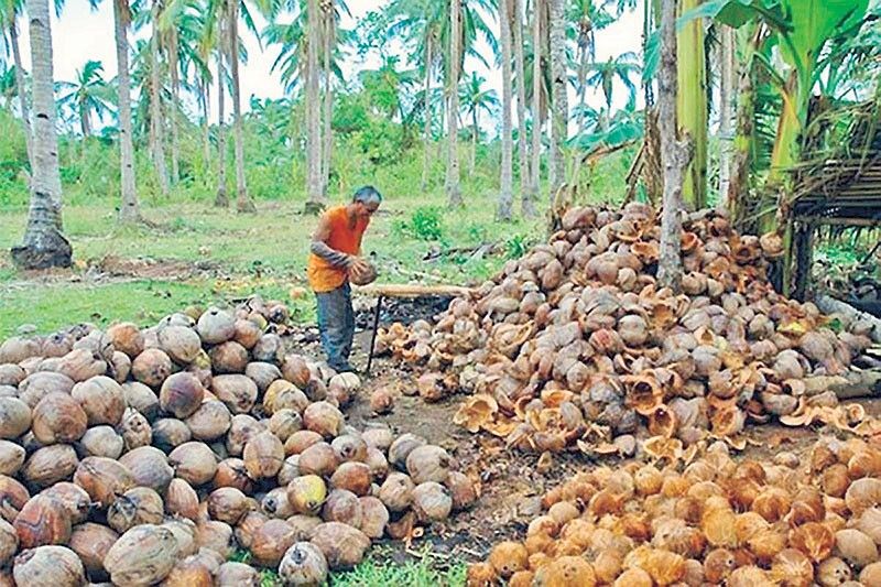 New national standard eyed for coconut shell charcoal