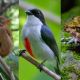 Up to 30% of land vertebrates in Philippines may vanish, scientists warn