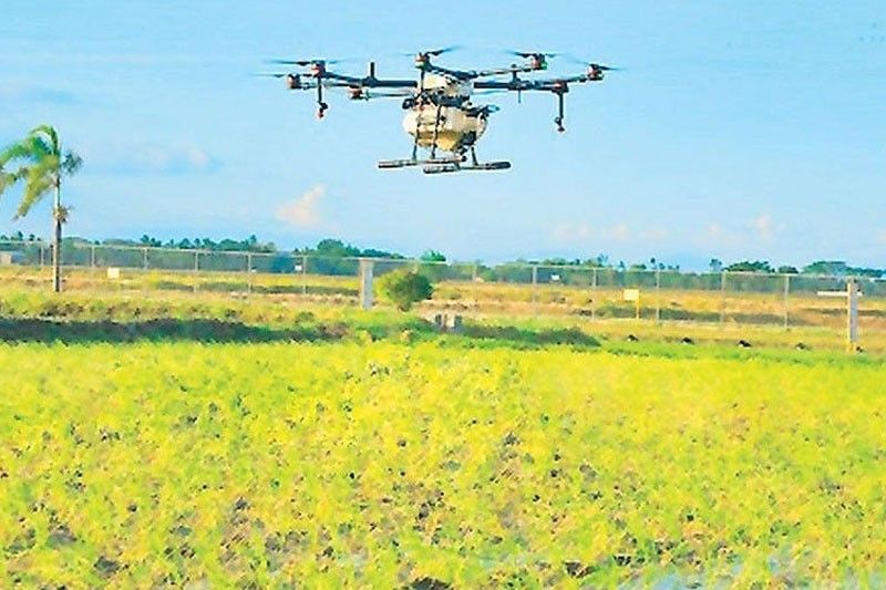 Drone rice weeding as effective as backpack sprayers, study shows