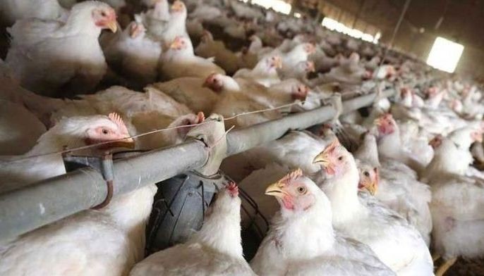 Bird flu cases reported in 3 provinces