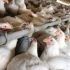 Bird flu cases reported in 3 provinces