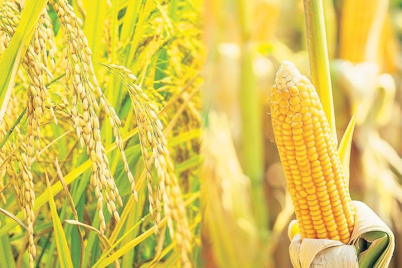 Rice, corn stocks improve in October