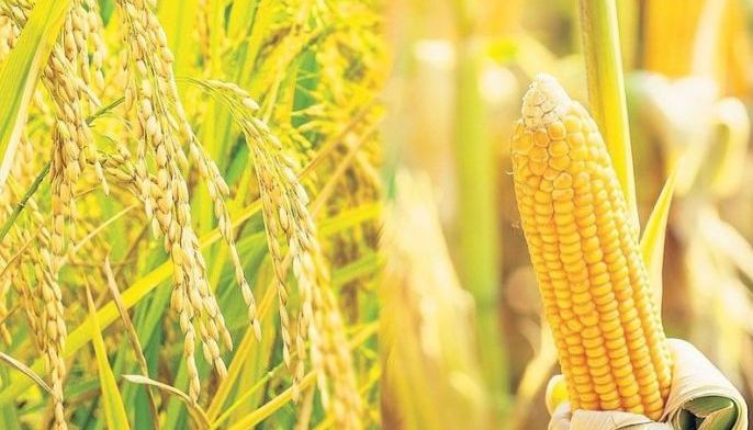 Rice, corn stocks improve in October