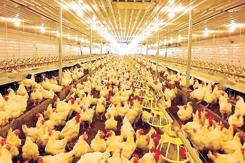 Poultry import from Netherlands banned anew