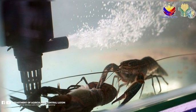 Philippines largest crayfish nursery opens in Pampanga