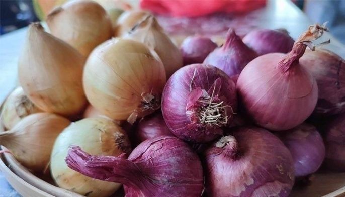 P120/kilo onion SRP starts today