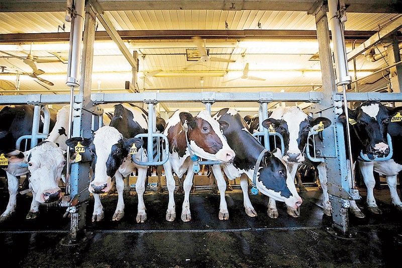Milk production up 14% from January to September