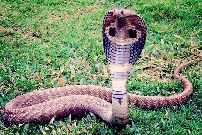 Babae dedo sa tuklaw ng King Cobra