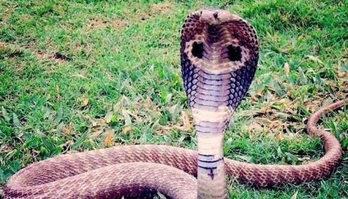 Babae dedo sa tuklaw ng King Cobra