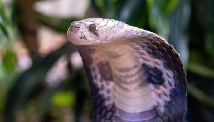 Woman dies from cobra bite during New Year&rsquo;s Day picnic