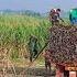 Sugarcane planters worried over declining millgate prices