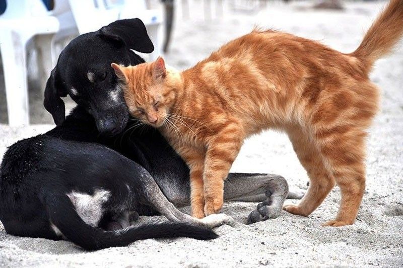 DVMF urges public to adopt dog or cat