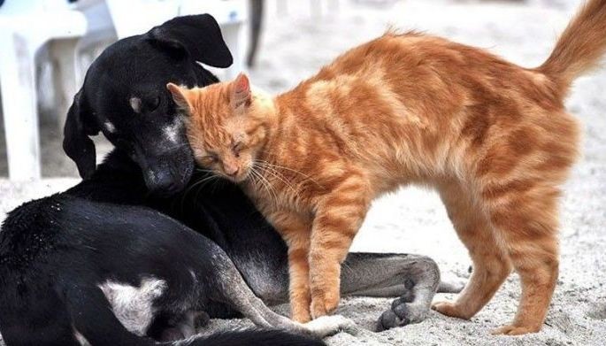 DVMF urges public to adopt dog or cat