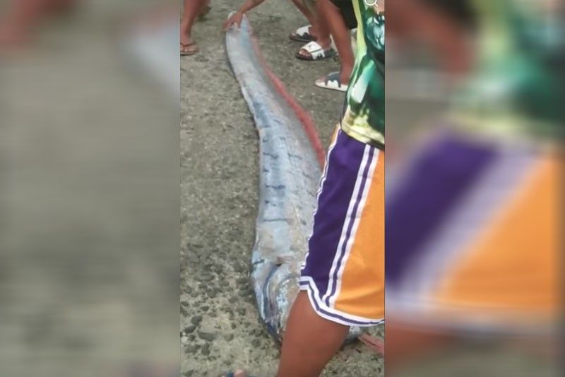 Dambuhalang Oarfish lumutang