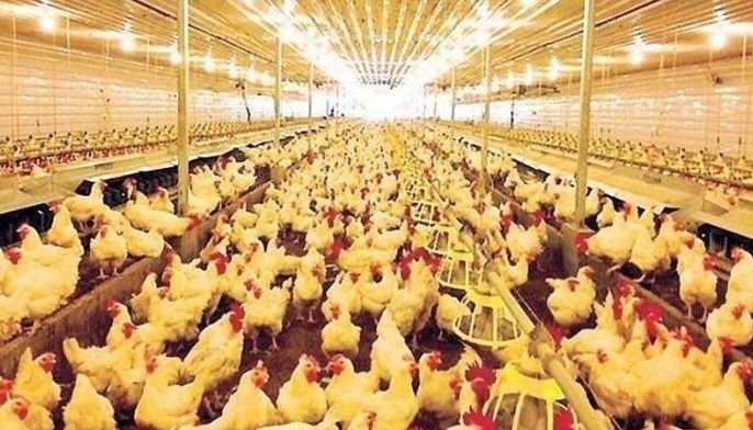 Philippine lifts import ban on Dutch poultry products