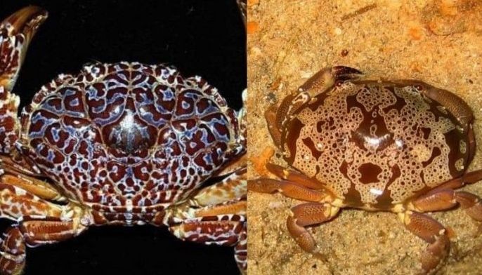 Food vlogger tepok sa kinaing &lsquo;devil crab&rsquo;