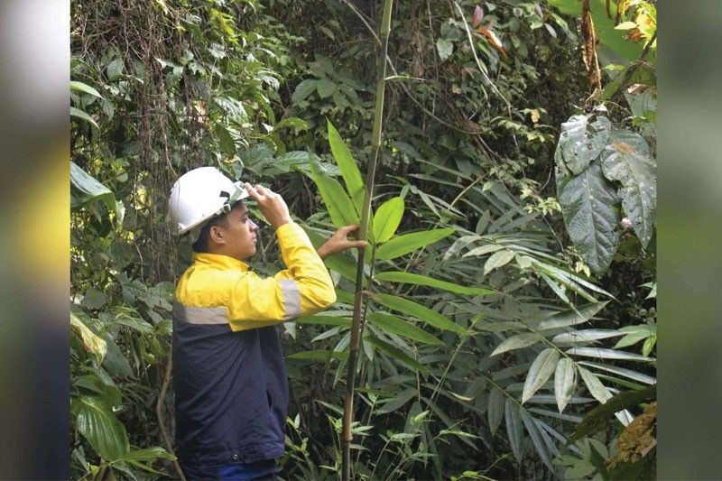Bamboo planting project sa South Cotabato, palalawakin