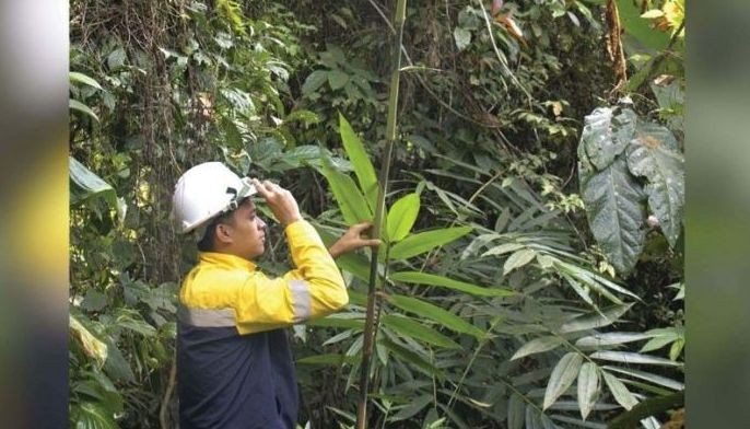 Bamboo planting project sa South Cotabato, palalawakin