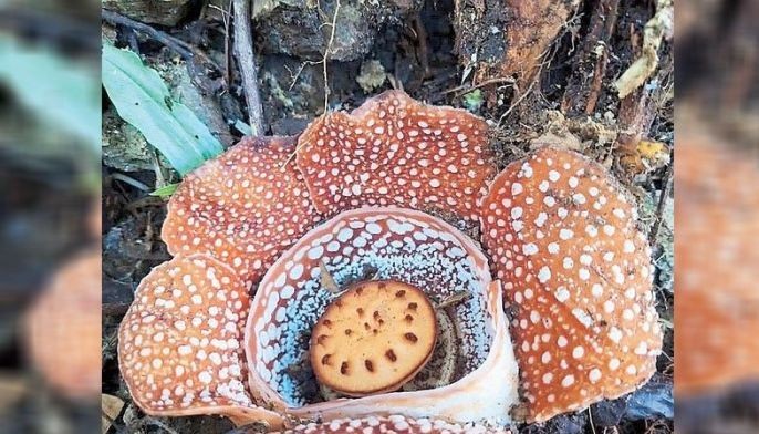 Rare &lsquo;corpse flower&rsquo; discovered in Apayao