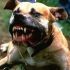 Rabies cases drop – DOH