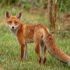Fantastic Mr. Stowaway: fox sails from Britain to New York port