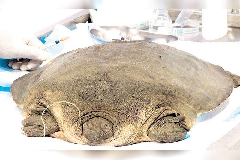 Rare Cantor softshell turtle found in Apayao