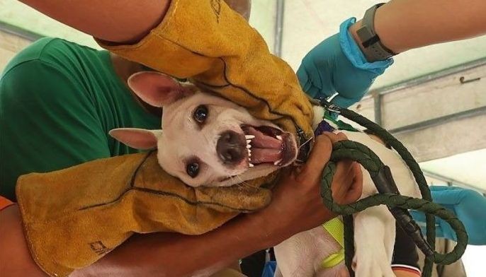 Quezon City intensifies drive vs rabies