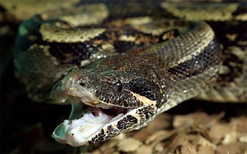 Man dies from snake bite