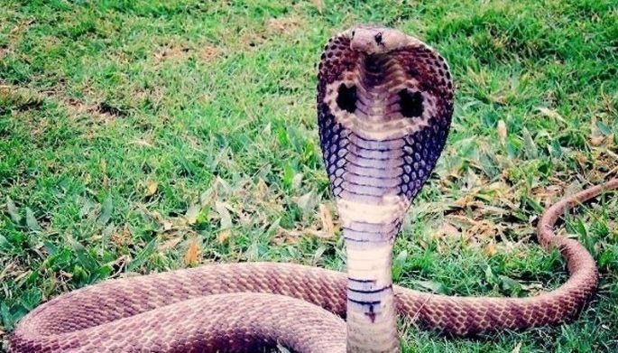 Student-athlete tinuklaw ng cobra, himalang nakaligtas!