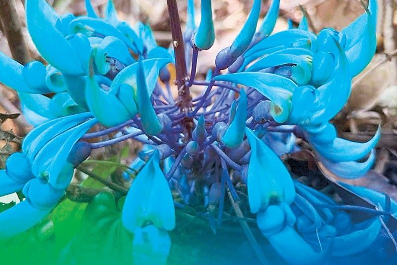 Rare jade vine discovery bares Cagayan forests’ health