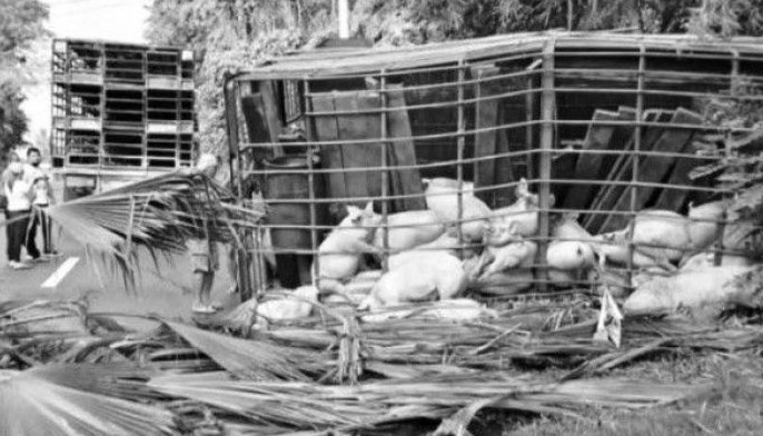 33 hybrid hogs dead in Sarangani highway accident