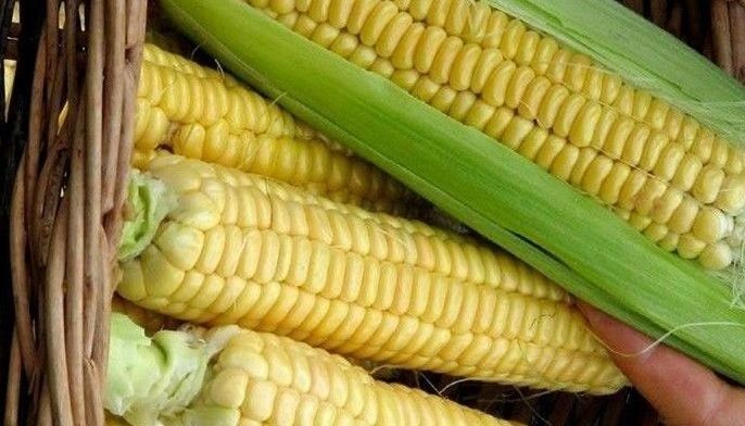 Lower corn import tariff pushed