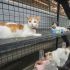 Araneta City launches welfare program for stray cats