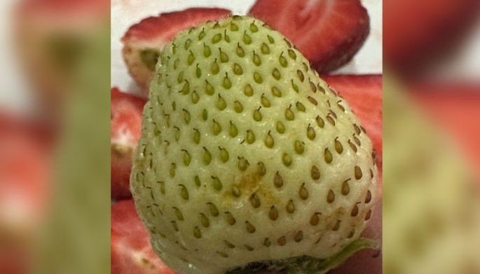 'Snow White': Growing popularity of rare white strawberries