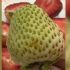 'Snow White': Growing popularity of rare white strawberries