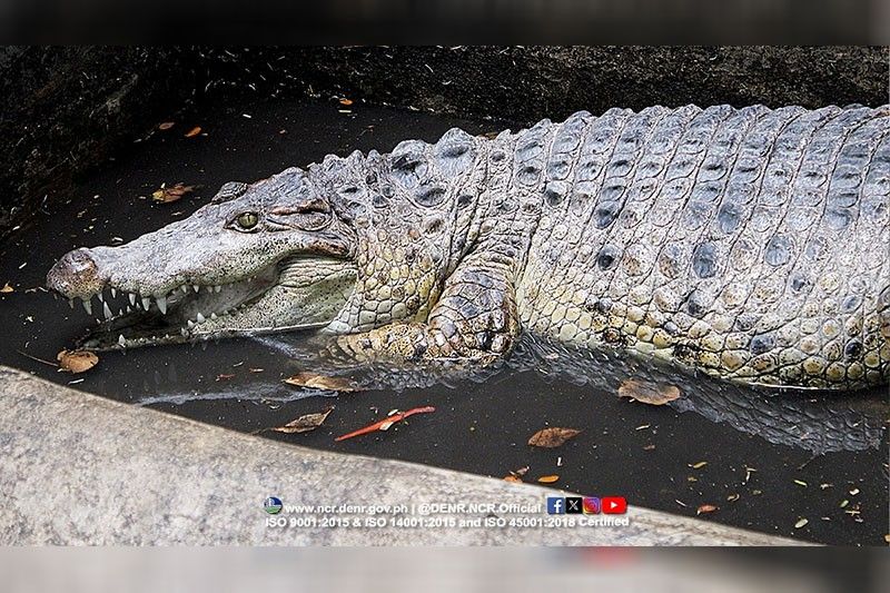 Critically endangered ‘bukarot’ rescued in Valenzuela