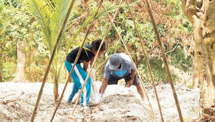 Global purple craze brightens hopes for Philippines ube farmers