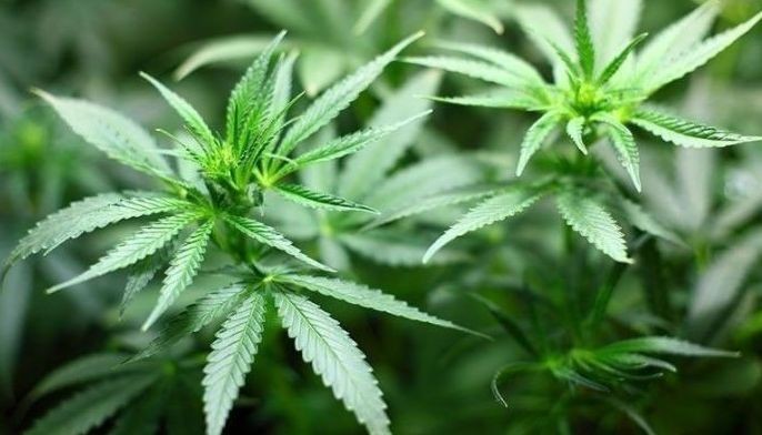 P228 milyong marijuana sa 10 plantasyon sa Kalinga, winasak
