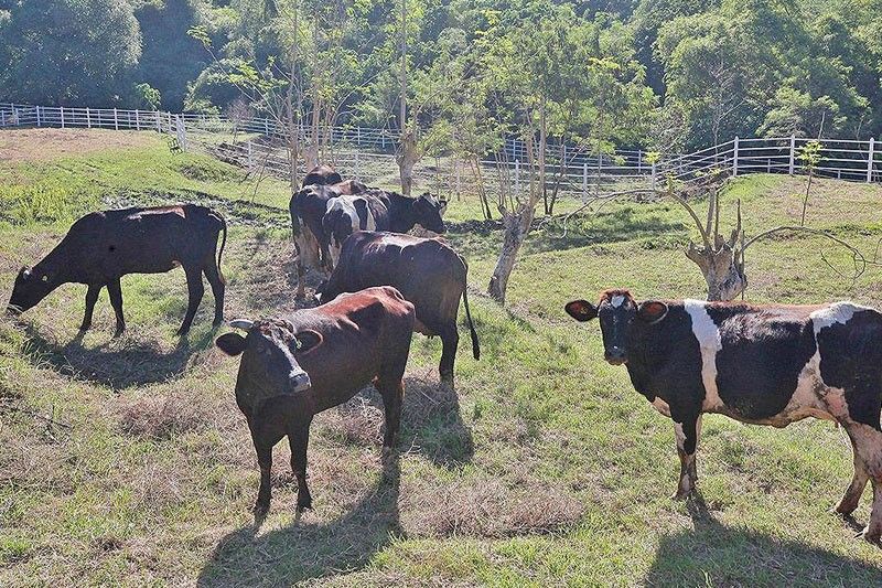Carabao program to be expanded