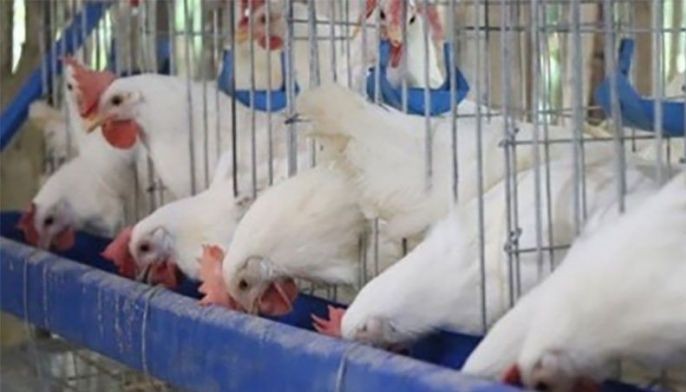 DA lifts ban on Belgium poultry products