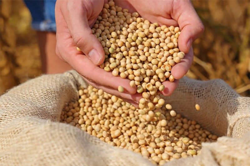 Local feed producers may rely more on US soybeans
