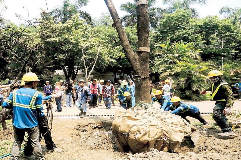 Manila seedling replacement set next week – DENR
