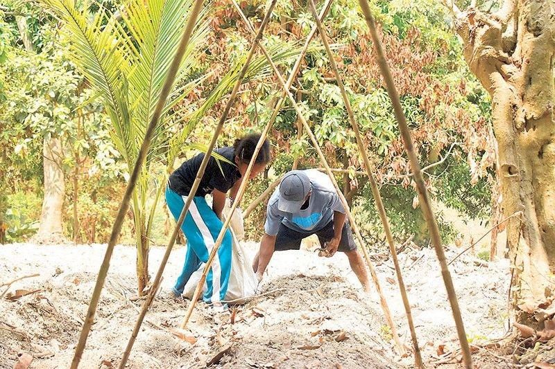 How modern techniques are transforming ube farming in Bohol