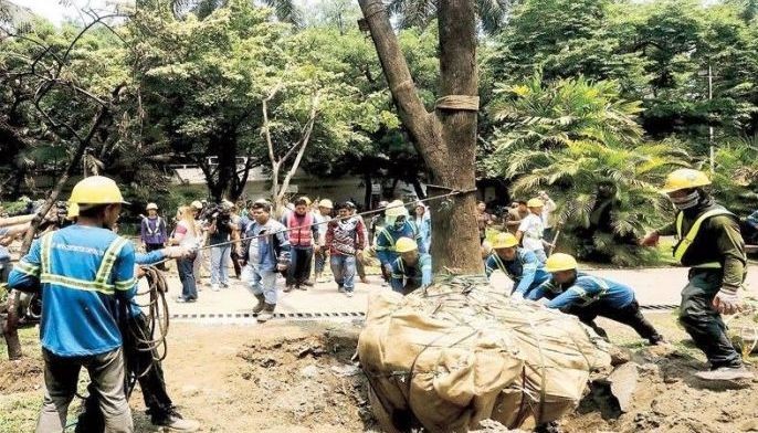 SMC: 51,000 seedlings replacing Quirino trees
