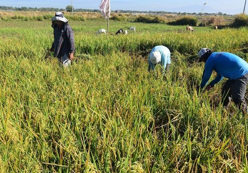 DA seeks higher farm exports to Vietnam