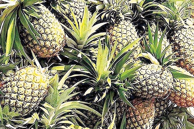 Philippines exports fresh pineapples to UAE