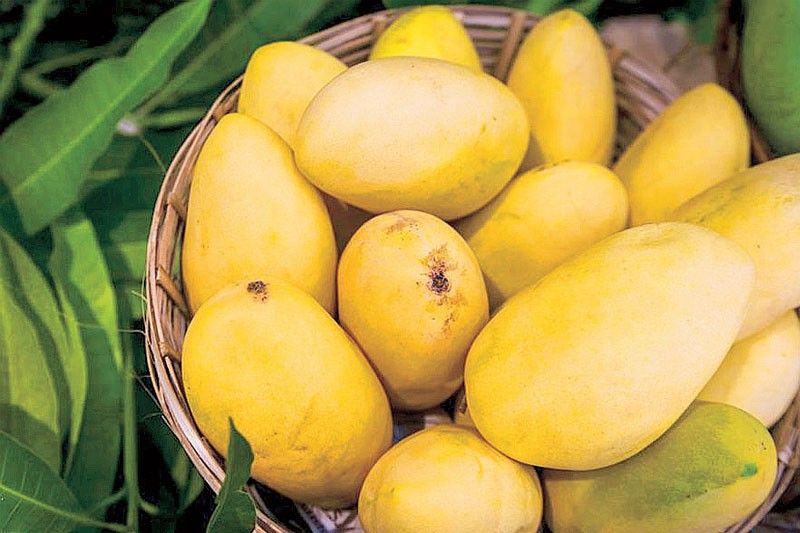 Guimaras mangoes make first shipments to Europe, Hong Kong