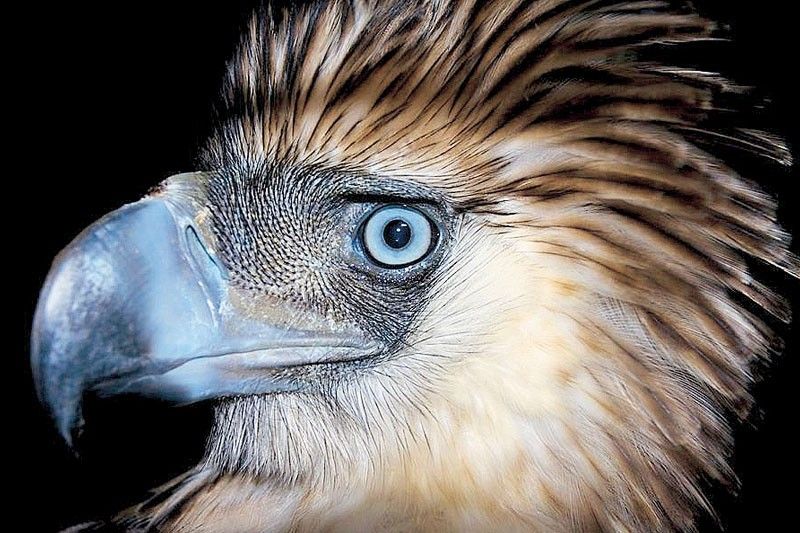 Philippine Eagle spotted in Isabela forest