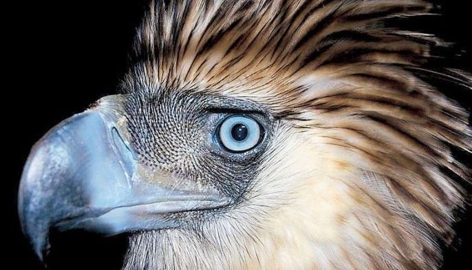 Philippine Eagle spotted in Isabela forest